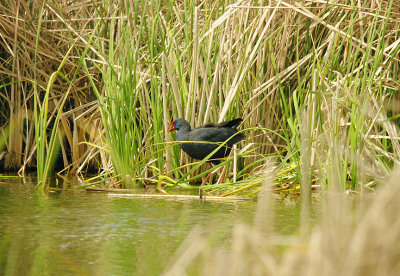 WESTERN SWAMPHEN . ARRACOMPO . SPAIN . 13 . 4 . 2016