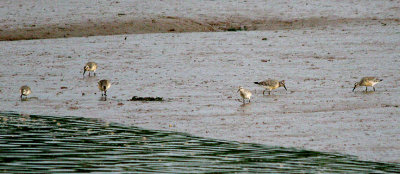 RED KNOT . THE CLYST ESTUARY . TOPSHAM . DEVON . 13 . 9 . 2016