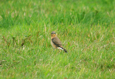 NORTHERN WHEATEAR ( Greenland Race ) , ORCOMBE POINT AREA , EXMOUTH , DEVON , 14 , 9 , 2016