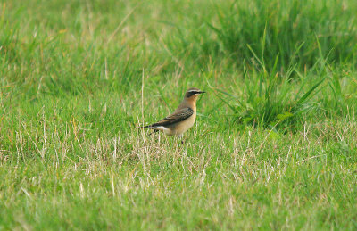 NORTHERN WHEATEAR ( Greenland Race ) , ORCOMBE POINT TOP FIELDS . EXMOUTH , DEVON , 14 , 9 , 2016