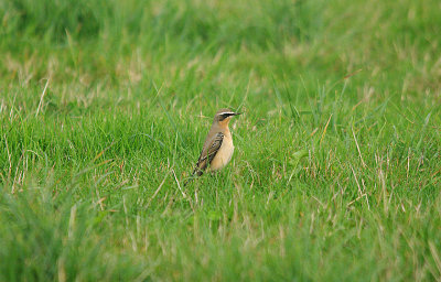 NORTHERN WHEATEAR ( Greenland Race ) . ORCOMBE POINT AREA . EXMOUTH . DEVON . 14 . 9 . 2016