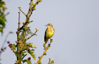 YELLOW WAGTAIL , ORCOMBE POINT AREA , EXMOUTH , DEVON , 14 , 9 , 2016
