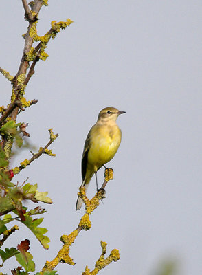 YELLOW WAGTAIL . THE ORCOMBE POINT AREA . EXMOUTH . DEVON . 14 . 9 . 2016 
