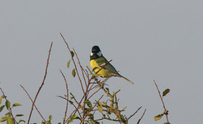 GREAT TIT , ORCOMBE POINT TOP FIELDS , EXMOUTH , DEVON , 14 , 9 , 2016