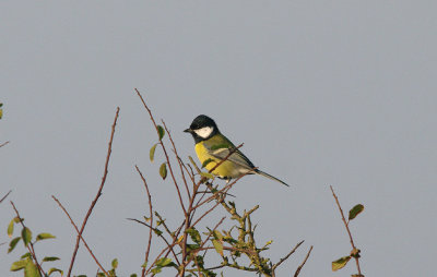 GREAT TIT . ORCOMBE POINT TOP FIELDS . EXMOUTH . DEVON . 14 . 9 . 2016