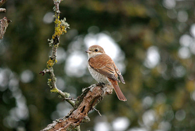 RED-BACKED SHRIKE ( Juvenile ) , BEER HEAD , DEVON , 15 , 9 , 2016