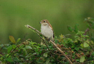 RED-BACKED SHRIKE ( Juvenile ) . BEER HEAD . DEVON . 15 . 9 . 2016