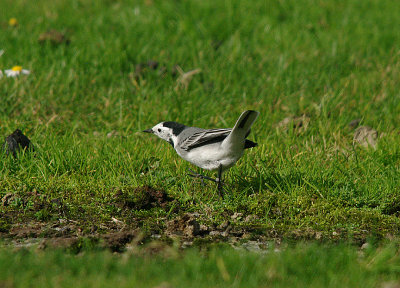WHITE WAGTAIL , DAVIDSTOW AIRPORT , CORNWALL , 17 , 9 , 2016