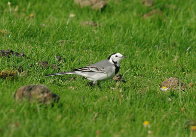 WHITE WAGTAIL . DAVIDSTOW AIRPORT . CORNWALL . 17 . 9 . 2016