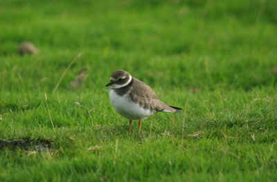 COMMON RINGED PLOVER . DAVIDSTOW AIRPORT . CORNWALL . 17 . 9 . 2016