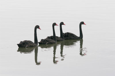 BLACK SWAN . THE EXE ESTUARY . TURF LOCKS . DEVON . ENGLAND . 19 . 9 . 2016