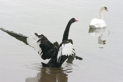 BLACK SWAN . TURF LOCKS . DEVON . ENGLAND . 19 . 9 . 2016