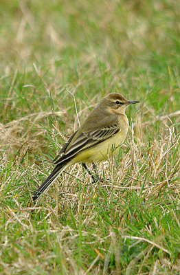 YELLOW WAGTAIL . THE ORCOMBE POINT AREA . EXMOUTH . DEVON . 20 . 9 . 2016