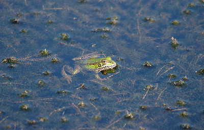 IBERIAN WATER FROG ( Pelophylax perezi ) , HAM WALL RSPB , SOMERSET , 22 , 9 , 2016