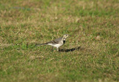WHITE WAGTAIL ( Motacilla alba ), EXMOUTH CRICKET PITCH , DEVON , 8 , 9 , 2016