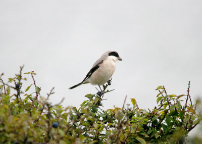 LESSER GREY SHRIKE ( Lanius minor ) . MOUNT BATTEN . PLYMOUTH . DEVON . 19 . 9 . 2016