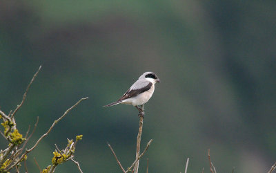 LESSER GREY SHRIKE ( Lanius minor ) . MOUNT BATTEN . PLYMOUTH . DEVON . 19 . 9 . 2016