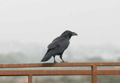 COMMON RAVEN ( Corvus corax ) . DARTS FARM . TOPSHAM . DEVON . 7 . 9 . 2016