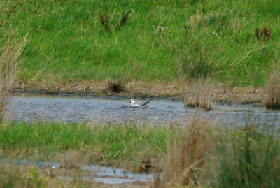GREY PHALAROPE . OTTERHAMPTON MARSH . STEART MARSHES . SOMERSET . 29 . 9 . 2016