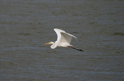 GREAT WHITE EGRET , DURLEIGH RESERVOIR , SOMERSET , ENGLAND . 29 , 9 , 2016