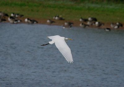 GREAT WHITE EGRET , DURLEIGH RESERVOIR . SOMERSET . ENGLAND . 29 . 9 . 2016