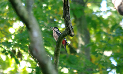 GREAT SPOTTED WOODPECKER . RIVERSMEET HOUSE . TOPSHAM . DEVON . 30 . 9 . 2016