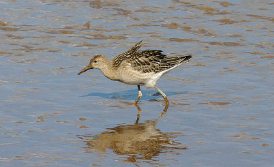 RUFF ( Juvenile ) , GOOSEMOOR , TOPSHAM , DEVON , 30 , 9 , 2016