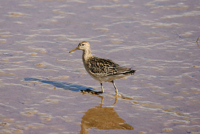 RUFF ( Juvenile ) . GOOSEMOOR . TOPSHAM . DEVON . 30 . 9 . 2016