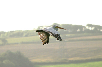 DALMATIAN PELICAN ( Pelecanus crispus ) , HORSET ISLAND , THE TAW ESTUARY , DEVON , 1 , 10 , 2016