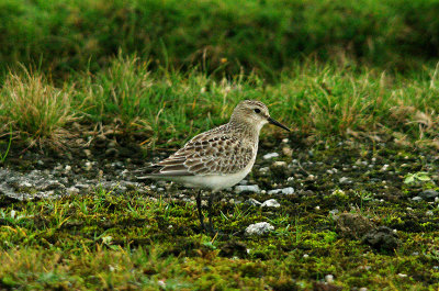 BAIRD`S SANDPIPER ( Juvenile ) , DAVIDSTOW AIRPORT , CORNWALL , 4 , 10 , 2016