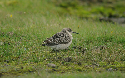 RUFF ( Juvenile ) . DAVIDSTOW AIRPORT . CORNWALL . 4 . 10 . 2016
