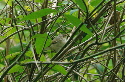 BLYTH`S REED WARBLER ( Acrocephalus dumetorum ) . BERRY HEAD QUARRY . DEVON . 5 / 10 . 2016