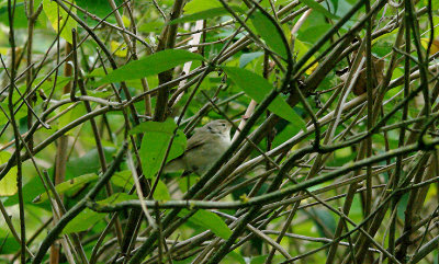 BLYTH`S REED WARBLER ( Acrocephalus dumetorum ) . BERRY HEAD QUARRY . DEVON . 5 / 10 / 2016