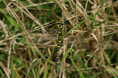 GOLDEN-RINGED DRAGONFLY ( Cordulegaster boltonii ) . SOUTH EFFORD MARSH . DEVON . 5 . 10 . 2016