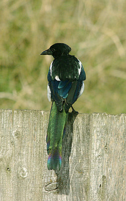 MAGPIE . BOWLING GREEN MARSH . TOPSHAM . DEVON . ENGLAND . 12 . 10 . 2016