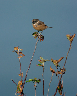 COMMON STONECHAT ( Male ) . BERRY HEAD . DEVON . 17 . 10 . 2016