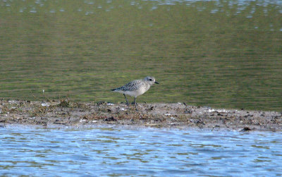 GREY PLOVER . BLACKHOLE MARSH . SEATON . DEVON . 19 . 10 . 2016