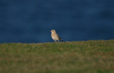 ISABELLINE WHEATEAR , GODREVY POINT , CORNWALL , 20 , 10 , 2016