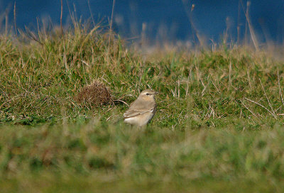 ISABELLINE WHEATEAR . GODREVY POINT . CORNWALL . 20 . 10 . 2016
