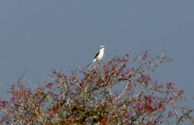 GREAT GREY SHRIKE , SOUSENS AREA , DARTMOOR , DEVON , 22 , 10 , 2016