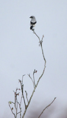 GREAT GREY SHRIKE . SOUSENS AREA . DARTMOOR . DEVON . 22 . 10 . 2016