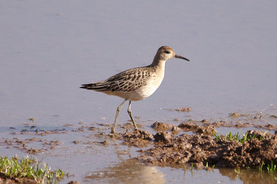 RUFF ( Juvenile Female ) . BOWLING GREEN MARSH . TOPSHAM . DEVON . 23 . 10 . 2016