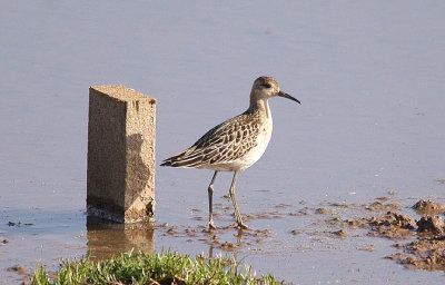 RUFF ( Juvenile Female ) . BOWLING GREEN MARSH . TOPSHAM . DEVON . 23 . 10 . 2016
