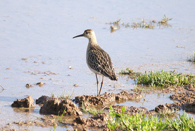 RUFF ( Juvenile Female ) . BOWLING GREEN MARSH . TOPSHAM . DEVON . 23 . 10 . 2016