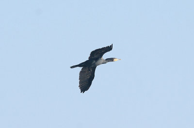 GREAT CORMORANT . THE CLYST ESTUARY . TOPSHAM . DEVON . ENGLAND . 23 . 10 . 2016
