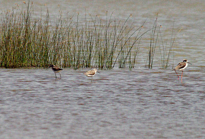 MARSH SANDPIPER . Nr THE TENDABA CAMP . GAMBIA . 12 . 11 . 2014