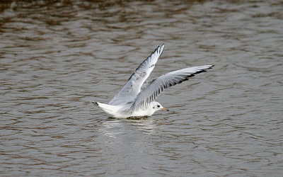 BLACK-HEADED GULL , GOOSEMOOR , TOPSHAM , DEVON , 30 , 10 , 2016