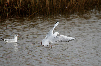 BLACK-HEADED GULL . GOOSEMOOR . TOPSHAM . DEVON . 30 . 10 . 2016