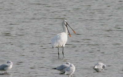 SPOONBILL . BOWLING GREEN MARSH . TOPSHAM . DEVON . 30 . 10 . 2016
