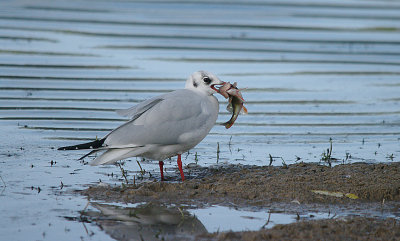 BLACK-HEADED GULL . CHEDDAR RESERVOIR . SOMERSET . 2 . 11 . 2016